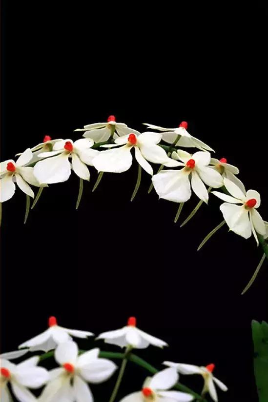 精品兰花欣赏一花一草一世界,100种最美兰花大饱眼福邀君共赏