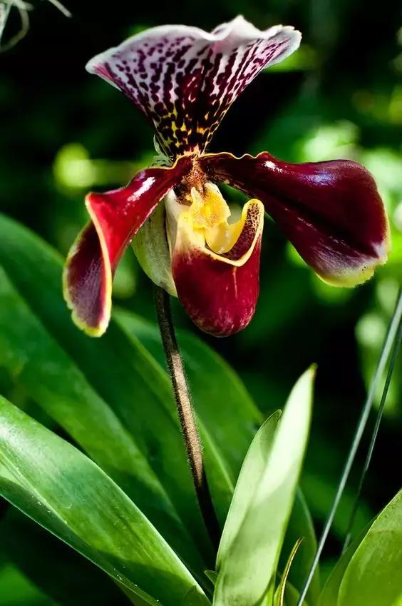 精品兰花欣赏一花一草一世界,100种最美兰花大饱眼福邀君共赏