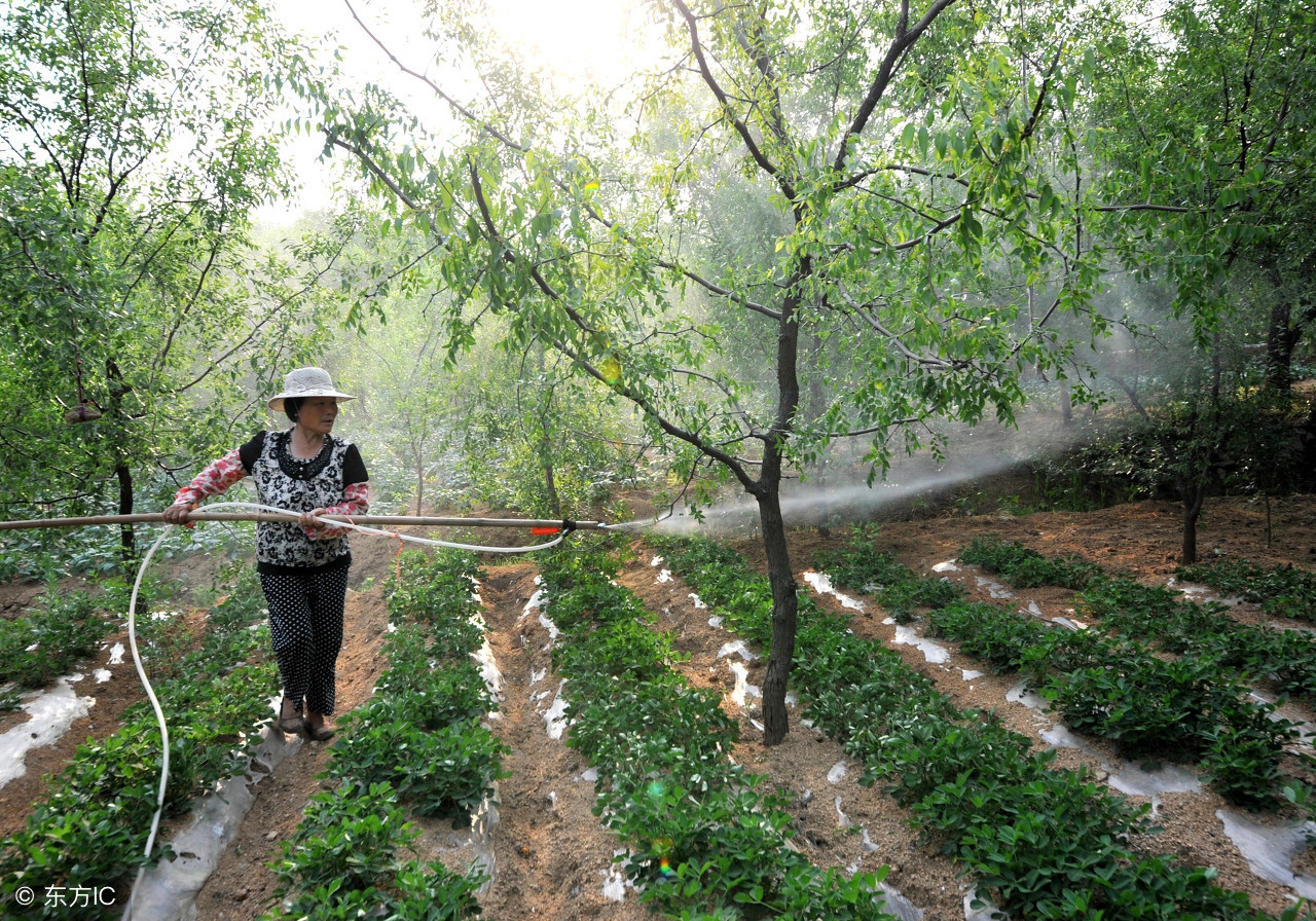 给果树打药配方,果树打农药受药害了怎么办