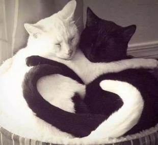 春天猫咪发情夜里总乱叫！想睡个好觉？宠物医师的AB计划