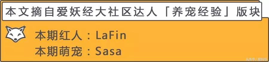 宠物洗护攻略,爱妖经养宠怎么玩