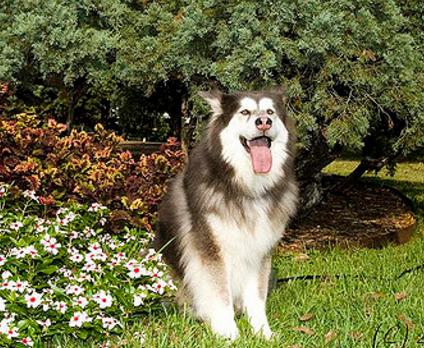 阿拉斯加雪橇犬百科,阿拉斯加雪橇犬养法大全