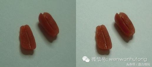 红珊瑚介绍方法,红珊瑚识别方法