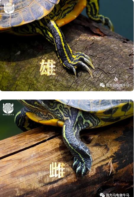 这龟白送你都不要,这篇阅读量要仆街