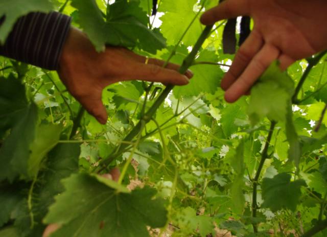 葡萄大小粒的原因和解决方法,葡萄大小粒如何处理