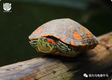 这龟白送你都不要,这篇阅读量要仆街