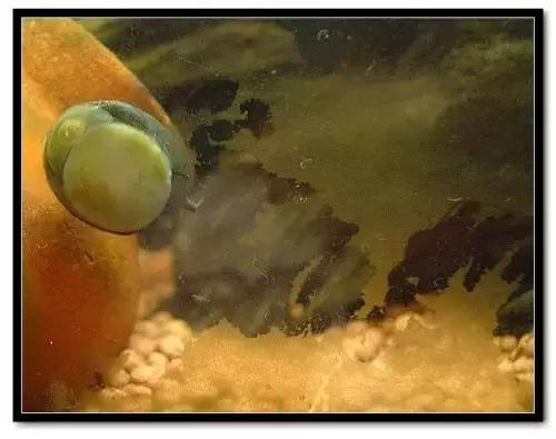 草缸藻类的处理方法,草缸的各种藻怎么处理