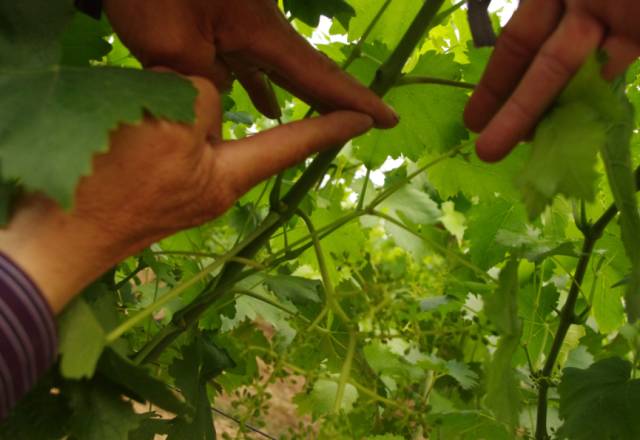 葡萄大小粒的原因和解决方法,葡萄大小粒如何处理