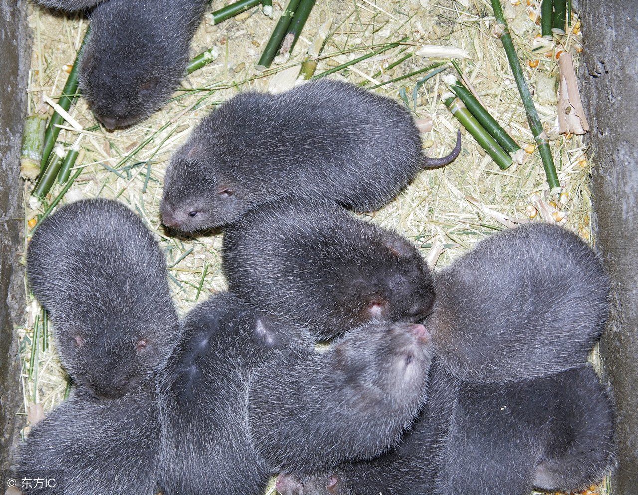 竹鼠的养殖条件和技术,竹鼠怎么高产