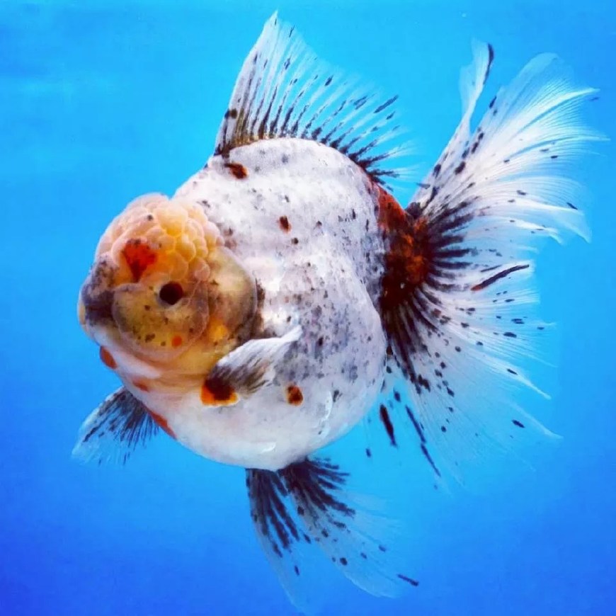 金鱼死后鱼缸用盐能消毒吗,金鱼盐水消毒的正确使用方法