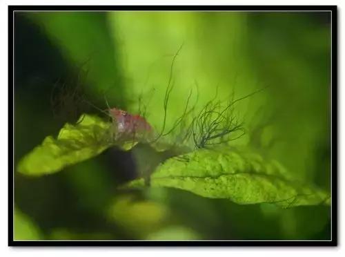 草缸藻类的处理方法,草缸的各种藻怎么处理