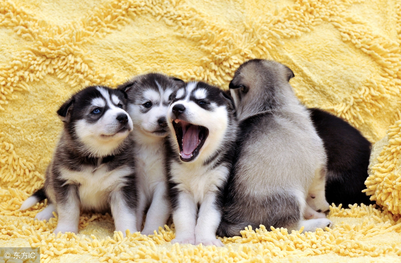 哈士奇怎么样分析二哈的优势与劣势