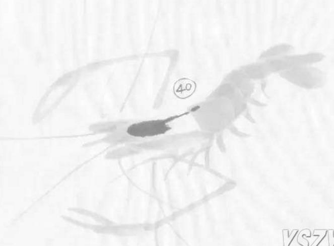 水墨大虾怎么画,水墨彩色大虾画