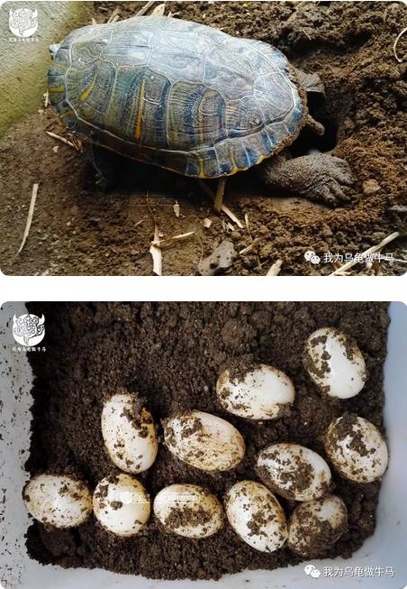 这龟白送你都不要,这篇阅读量要仆街