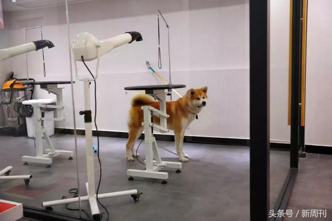 中国顶级宠物酒店,高端宠物酒店推荐