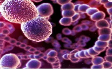 不可小看的链球菌感染,无乳链球菌是怎么感染