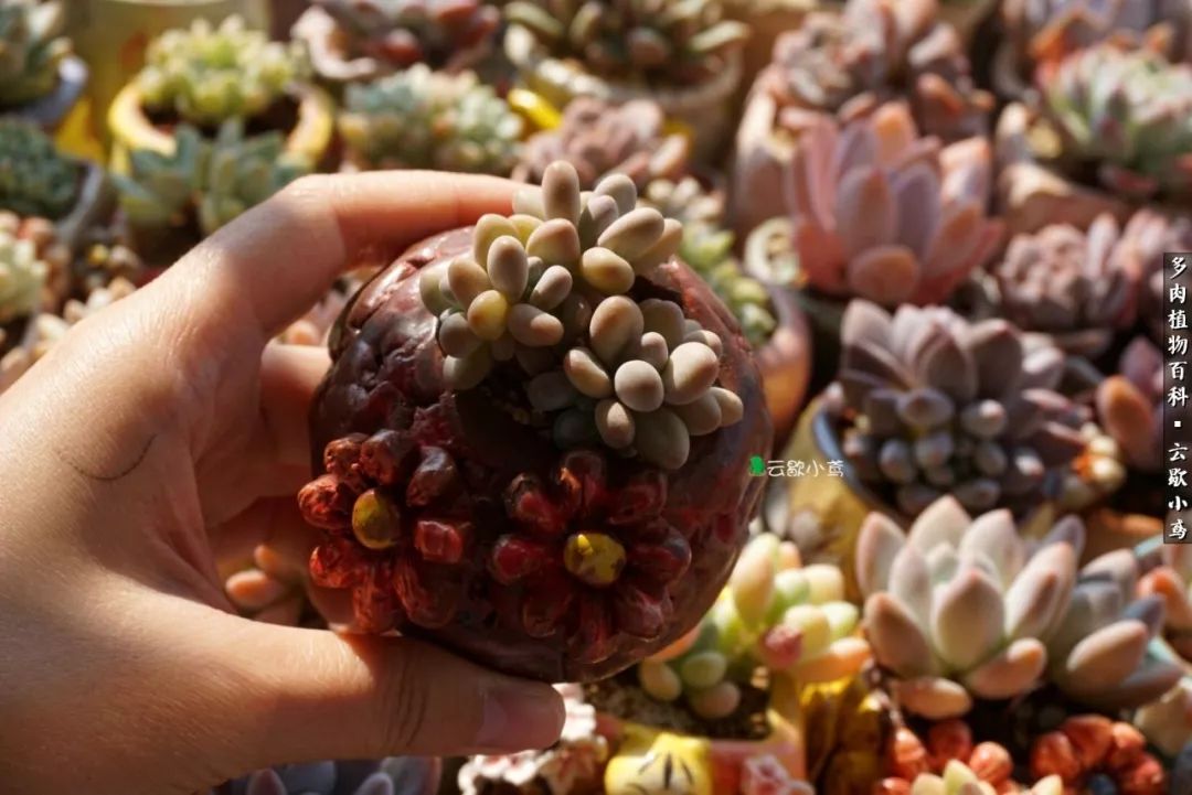 不负人间风月,不负人间风月创作的原声