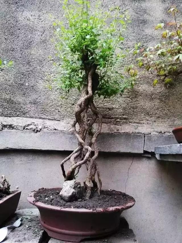 山宗山先生枸杞精品养护心得