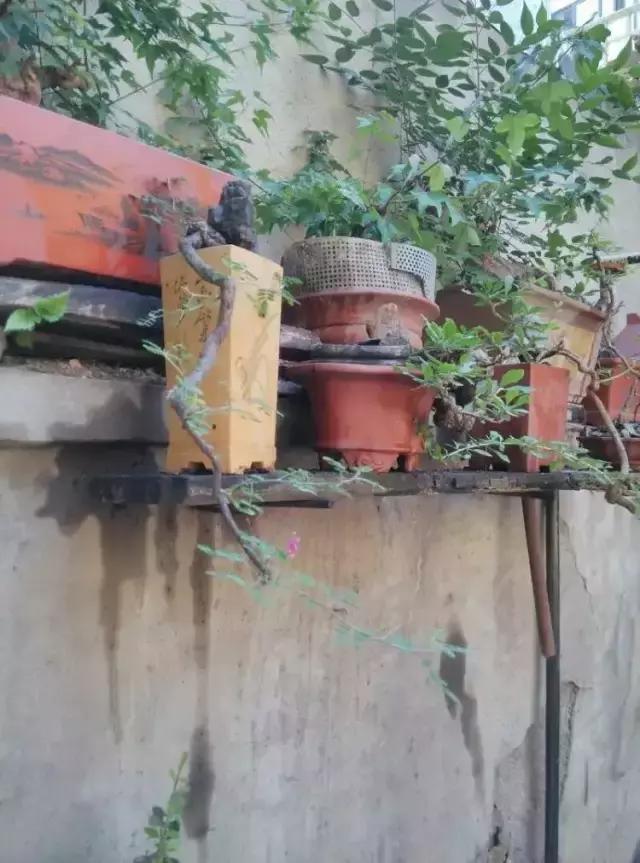 山宗山先生枸杞精品养护心得