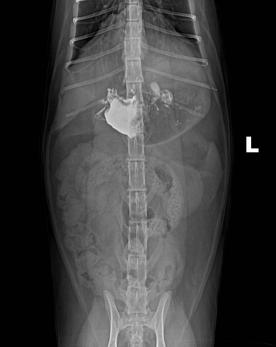 犬猫呕吐的鉴别诊断,犬猫呕吐的诊断和治疗