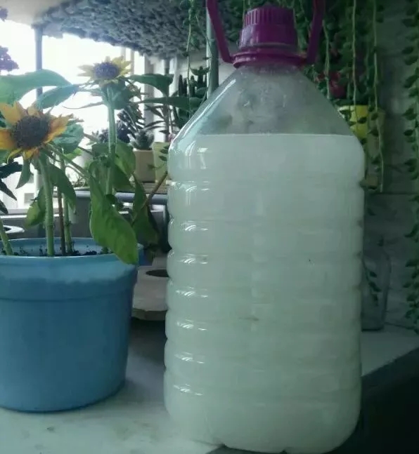 怎么让绿萝快速爬弯,怎么样才能让绿萝长的快又爬墙