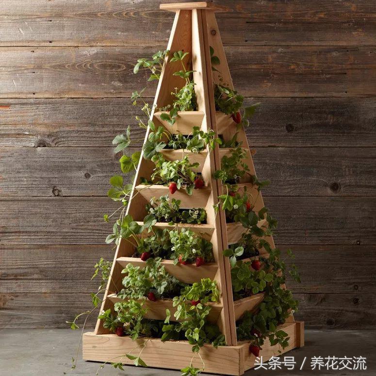 100种庭院创意花卉,适合家庭养的花卉植物