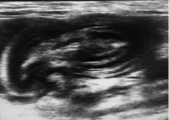 犬猫呕吐的诊断与治疗有最好的药,犬猫呕吐的诊断与治疗