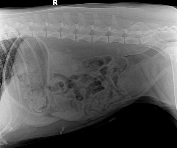 犬猫呕吐的诊断与治疗有最好的药,犬猫呕吐的诊断与治疗