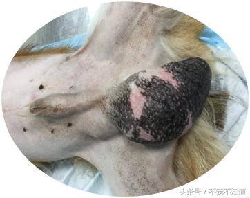 宠物疝气图片,宠物疝气分类