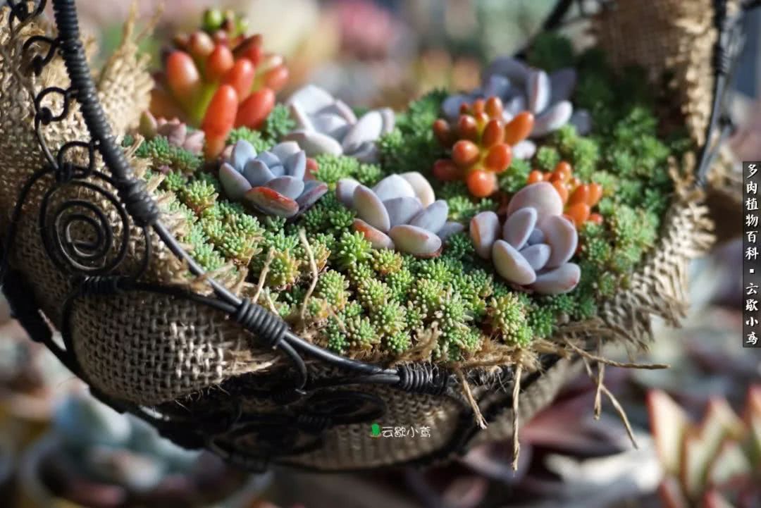 不负人间风月,不负人间风月创作的原声