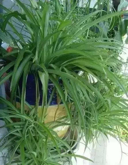 家养绿植花卉施什么肥,花卉绿植养殖方法测评