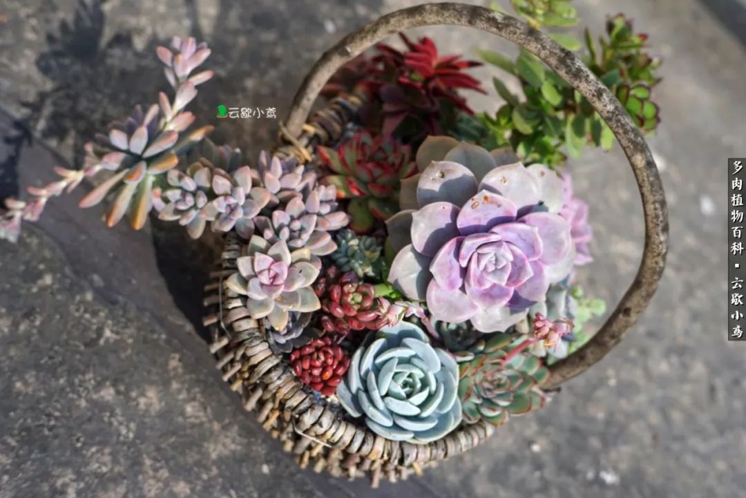 不负人间风月,不负人间风月创作的原声