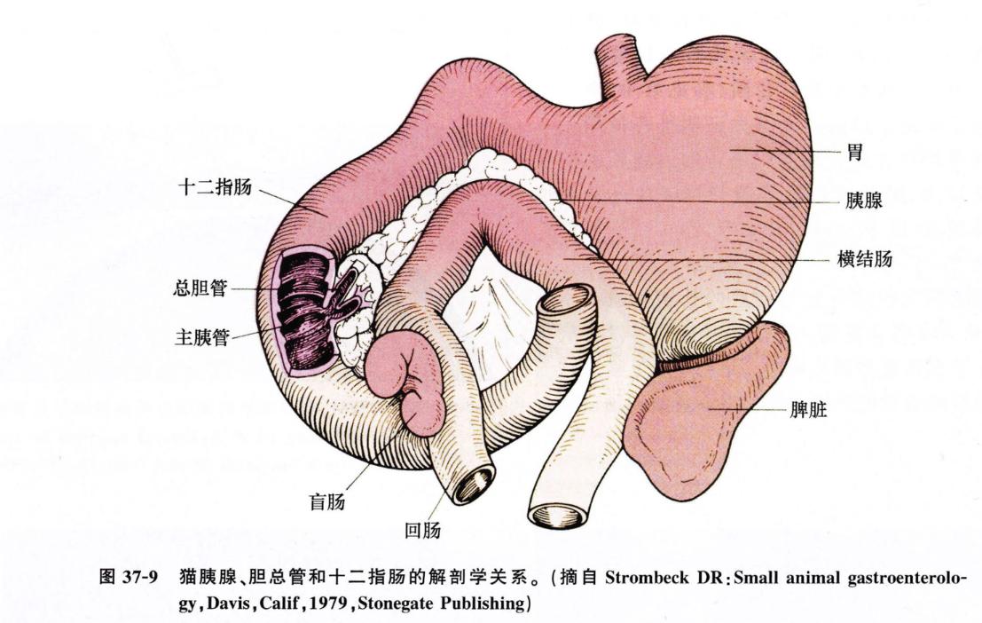 犬猫呕吐的诊断与治疗有最好的药,犬猫呕吐的诊断与治疗
