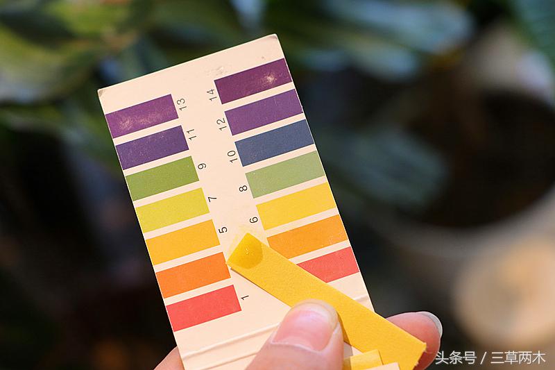 三草两木透水乳测评,值得拥有的三草两木