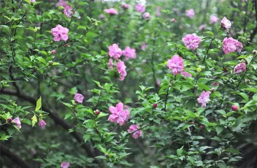 木槿，应用优势明显的乡土花木