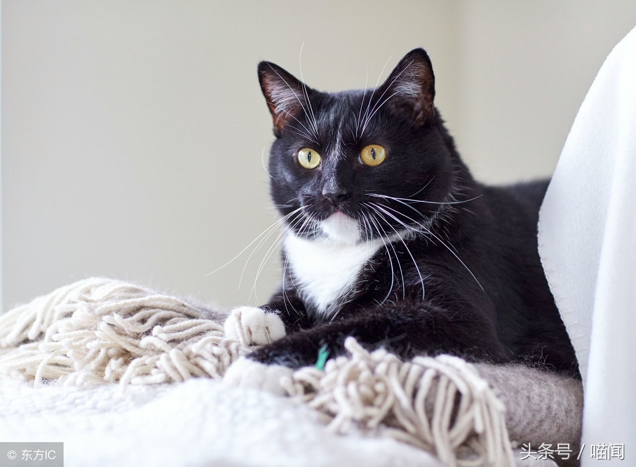 猫咪独自在家时需要注意些什么,长时间出门猫咪到底要不要寄养