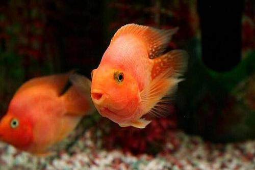 鹦鹉鱼哪种不打架,三条鹦鹉鱼总打架