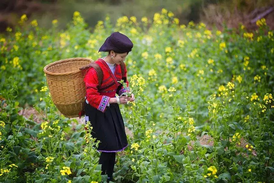 龙脊红瑶寨门票,桂林龙脊梯田门票优惠政策最新