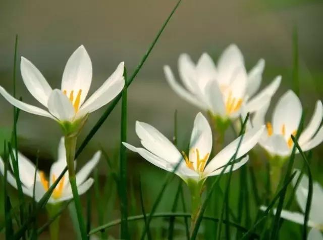 100种常年开花的植物,适合在家一年四季开花的植物