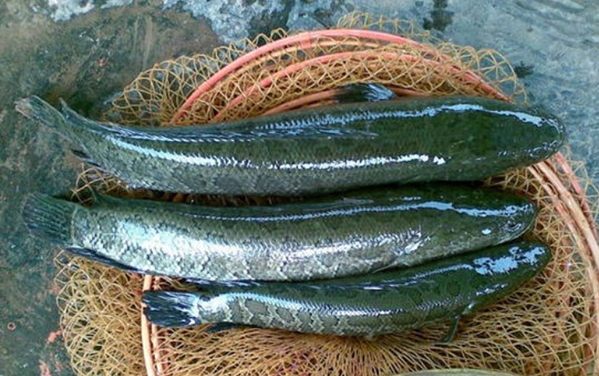 钓黑鱼什么时间钓最好,钓黑鱼绝密配方