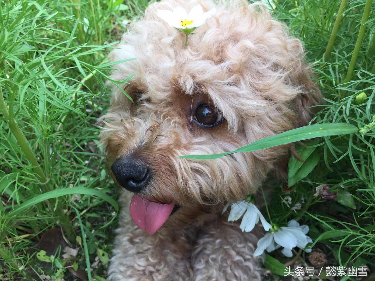 我的巧克力在哪里用英语怎么说,我的巧克力原版