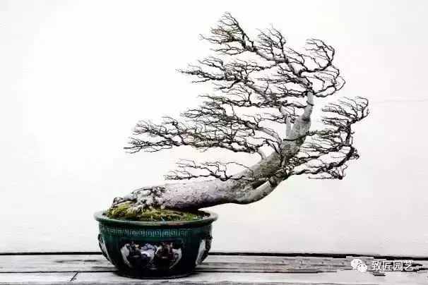 盆景欣赏难得一见的绝美盆景艺术,风萧萧兮易水寒草书