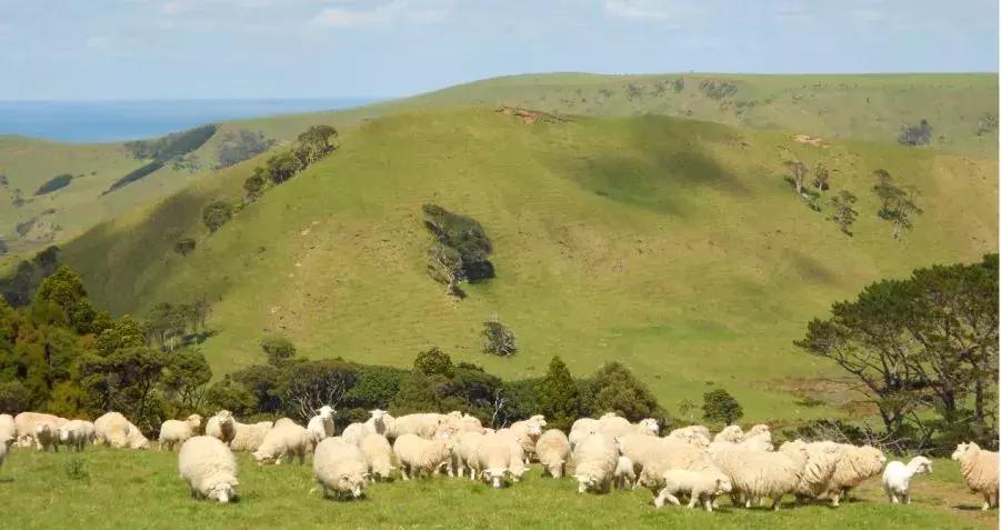 平价去皱抗衰老精华,澳洲抗皱精华