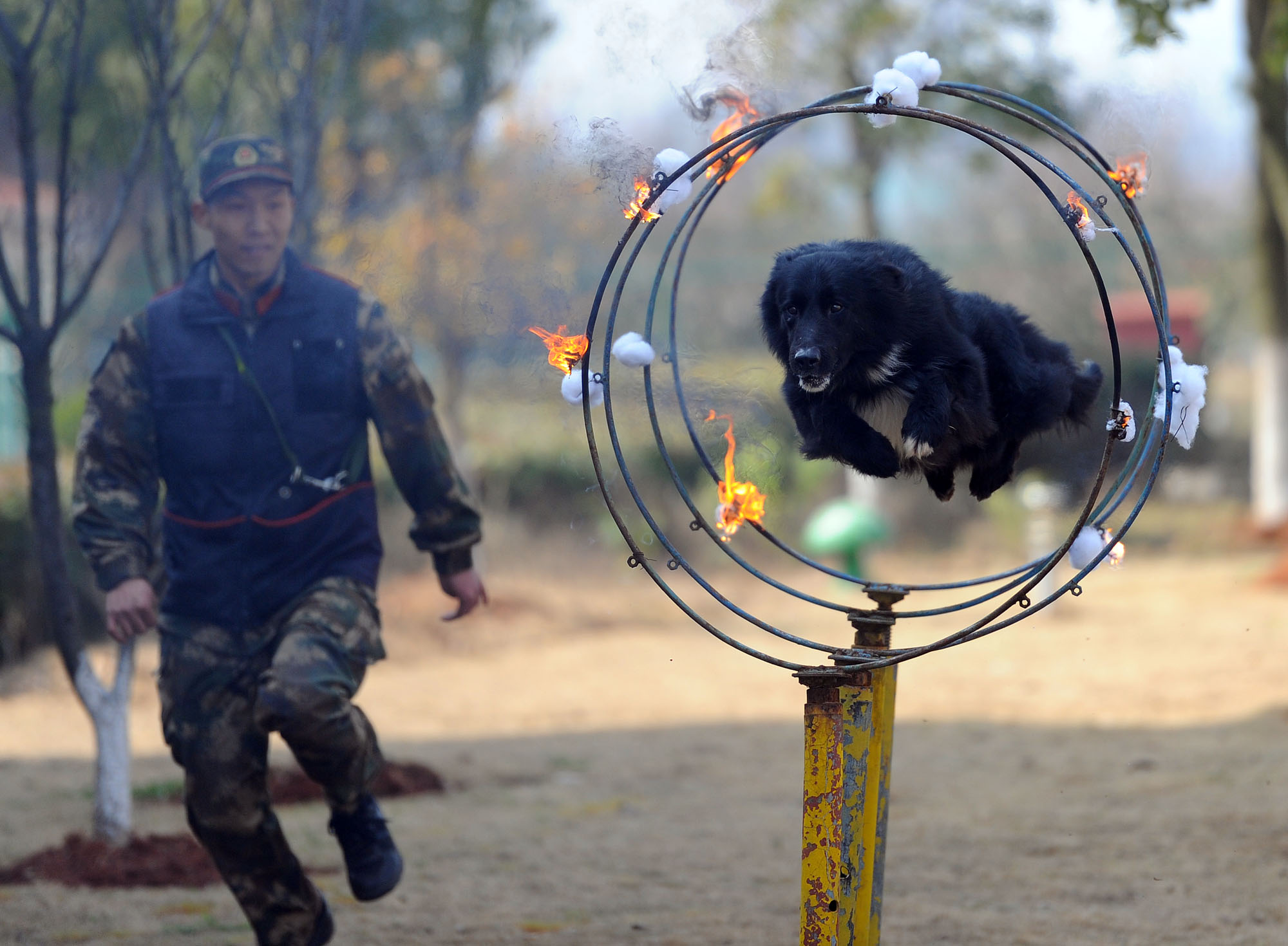 搜救犬跳火圈完整视频,搜救犬在演练中发现幸存者的眼神