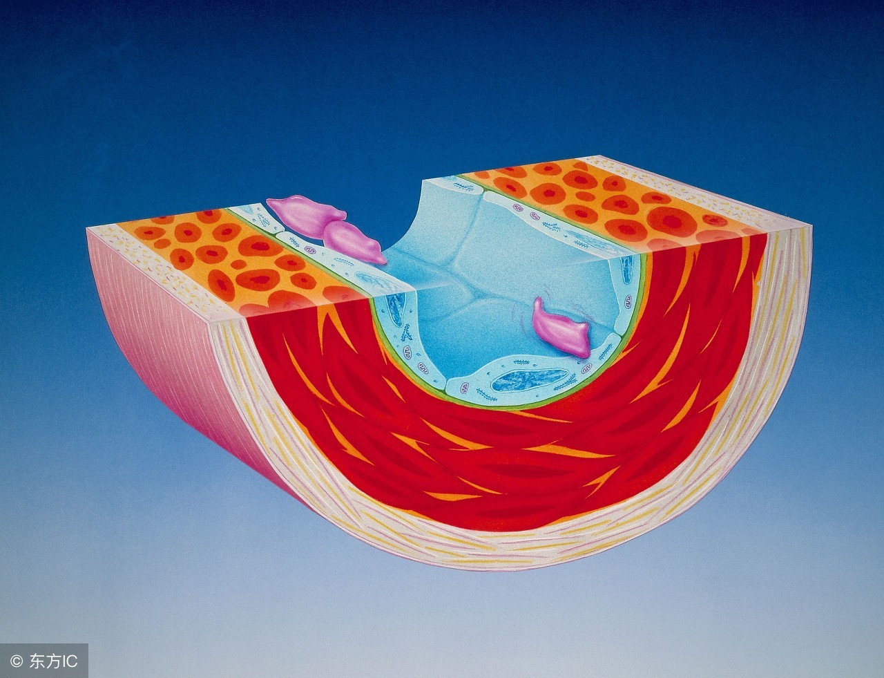 反式脂肪酸对身体有什么坏处,三种脂肪酸的营养价值