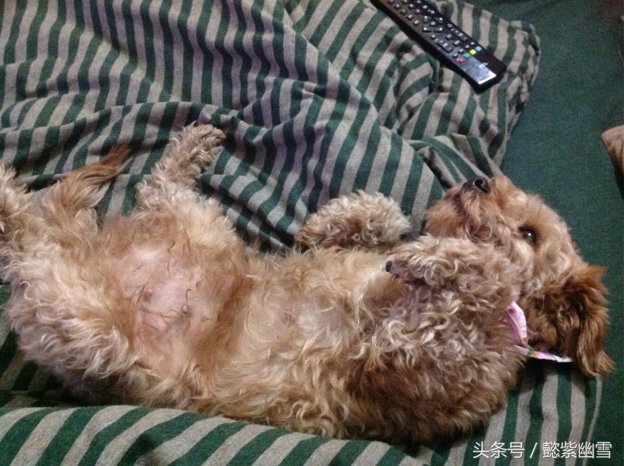 我的巧克力在哪里用英语怎么说,我的巧克力原版