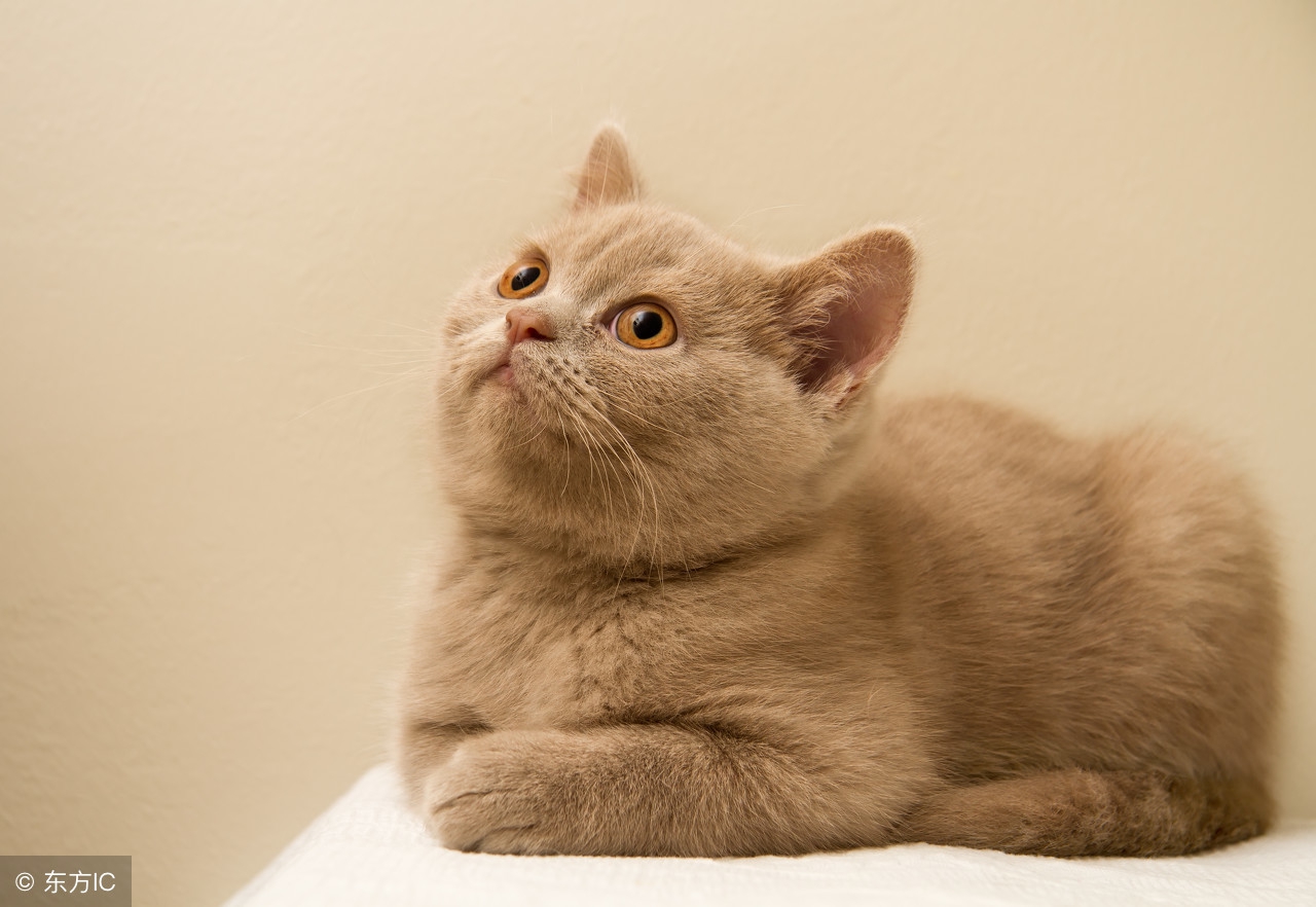 给猫咪体外驱虫的正确方法是什么,给猫咪体外驱虫的正确方法