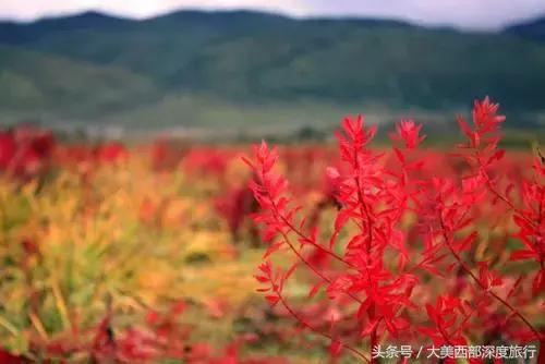 大连英歌石植物园赏花时间表,2022常州公园赏花时间表