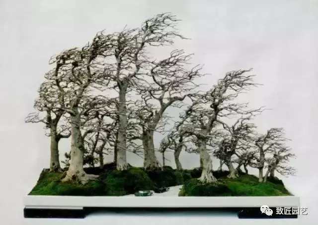 盆景欣赏难得一见的绝美盆景艺术,风萧萧兮易水寒草书