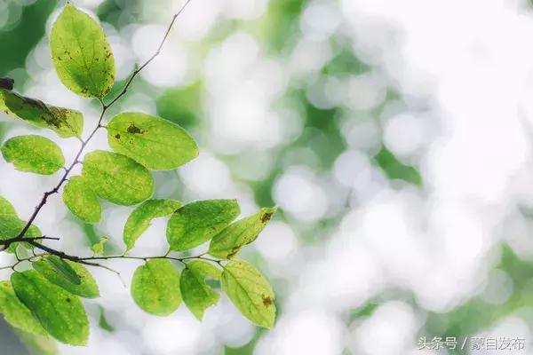 美丽的樱花谷美景,樱花谷美丽的好地方